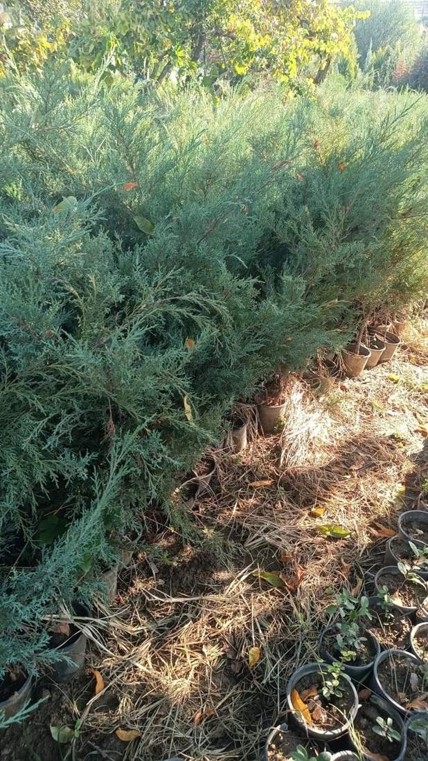 Juniper (Juniperus spp.)