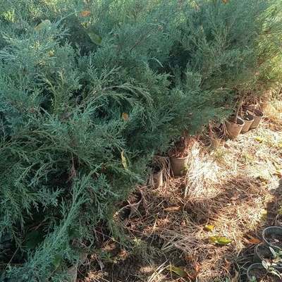 Juniper (Juniperus spp.)