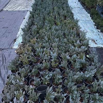 Juniper 2