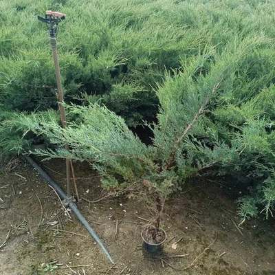 Juniper 3