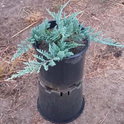 Juniper 5
