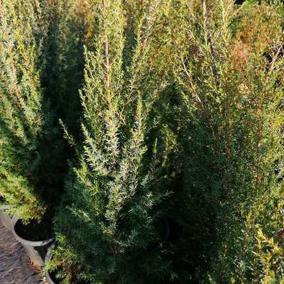 Juniper 6