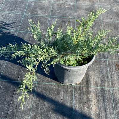 Juniper 7