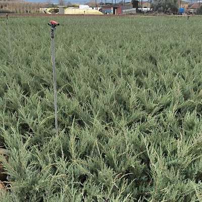 Juniper 9