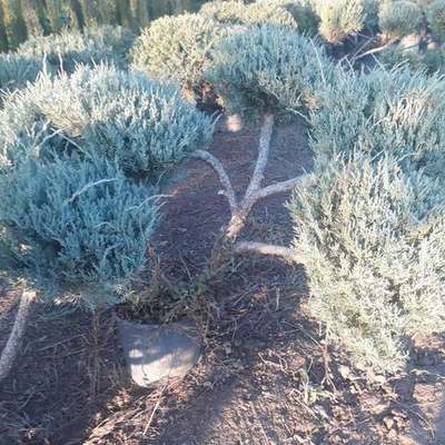 Juniper 11