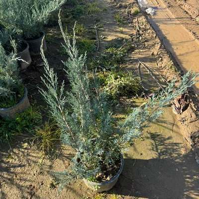 Juniper 12