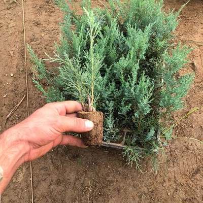 Juniper 17
