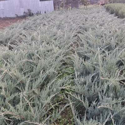 Juniper 20