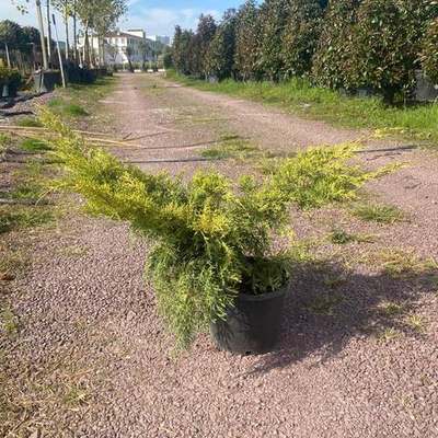 Juniper 22