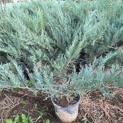 Juniper 23