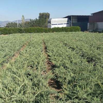 Juniper 25