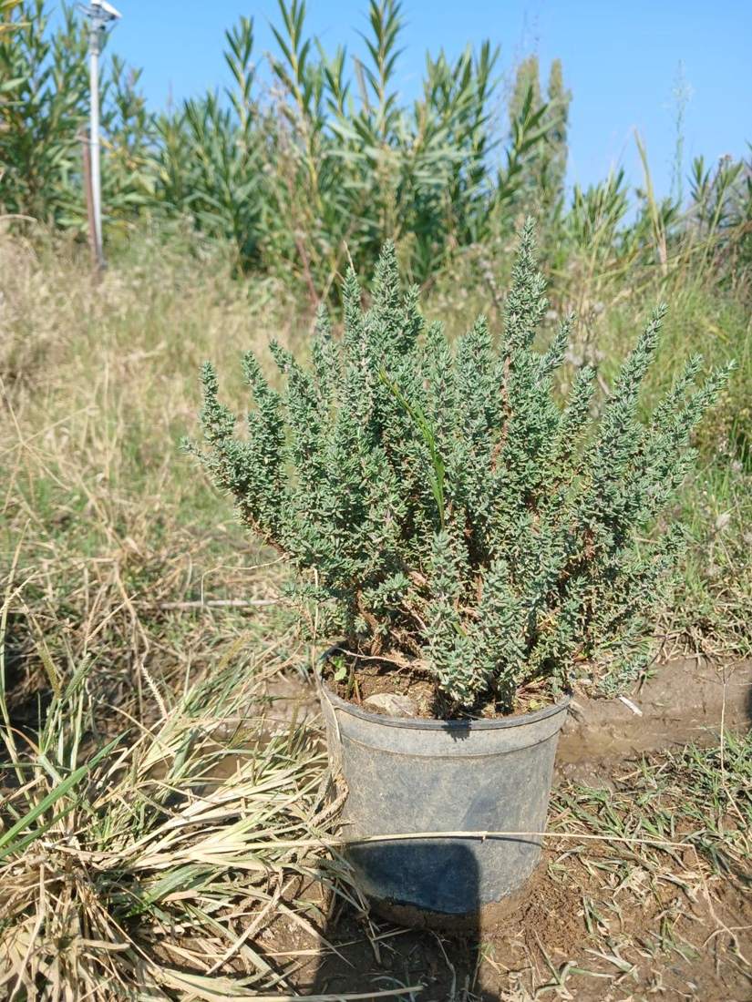 Aromatic Herbs (Thymus, Salvia, Melissa)