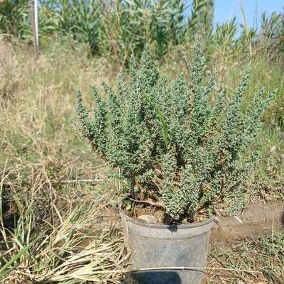 Aromatic Herbs (Thymus, Salvia, Melissa)
