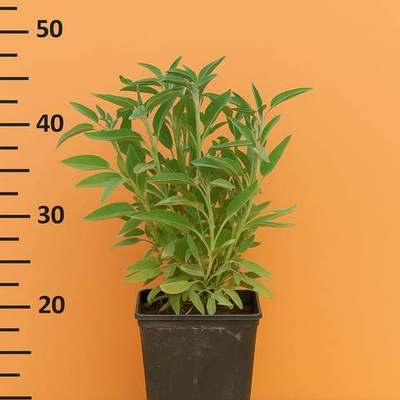 Aromatic Herbs 2