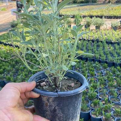 Aromatic Herbs 3