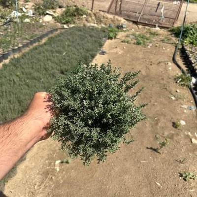 Aromatic Herbs 5