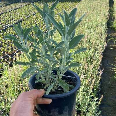 Aromatic Herbs 6