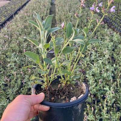 Aromatic Herbs 7