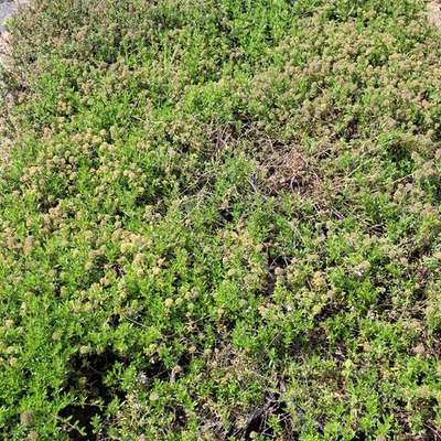 Aromatic Herbs 8