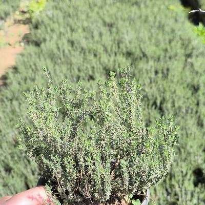 Aromatic Herbs 9