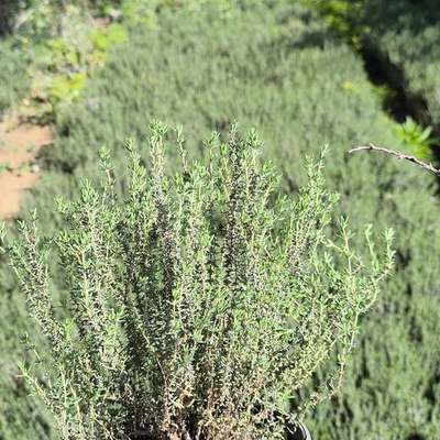 Aromatic Herbs 10