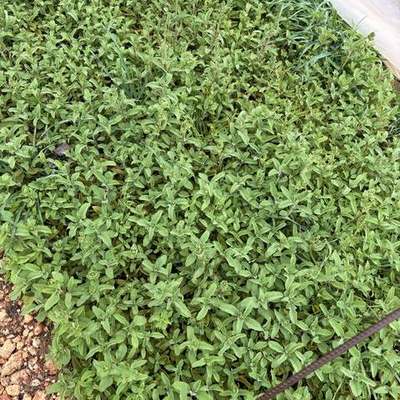 Aromatic Herbs 11