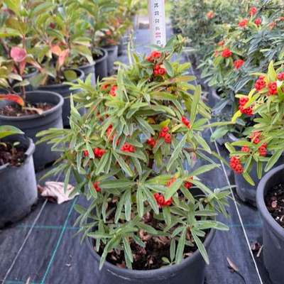 Firethorn 3