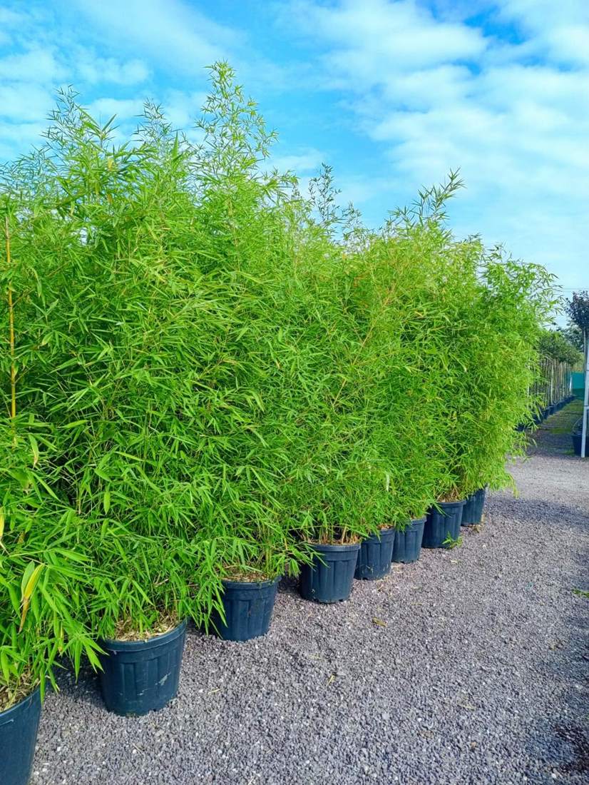 Bamboo (Phyllostachys spp.)