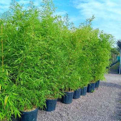 Bamboo (Phyllostachys spp.)