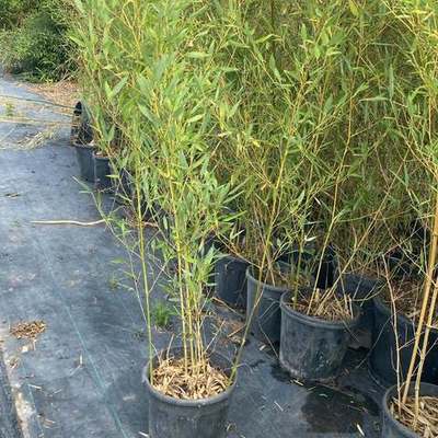 Bamboo 2