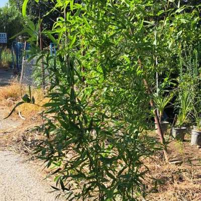 Bamboo 3