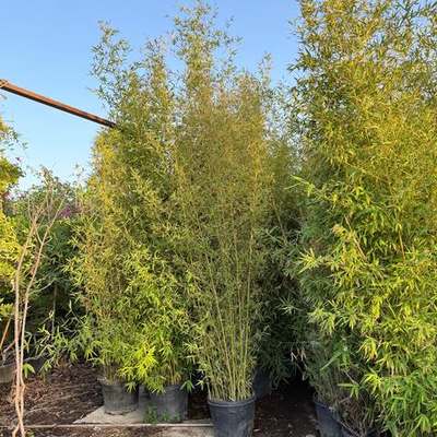Bamboo 4