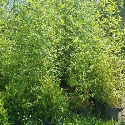 Bamboo 5