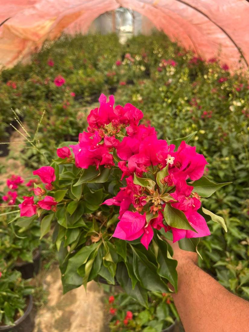 Bougainvillea (Bougainvillea)
