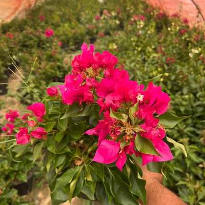 Bougainvillea (Bougainvillea)