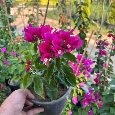 Bougainvillea 2