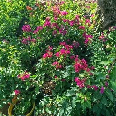 Bougainvillea 3