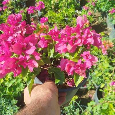 Bougainvillea 4