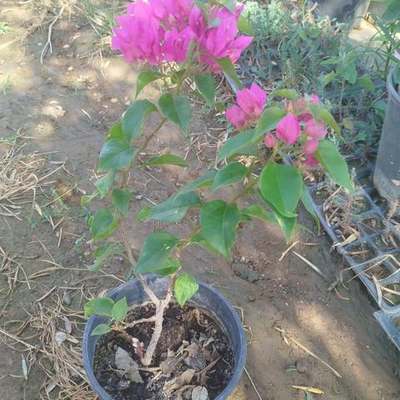 Bougainvillea 5