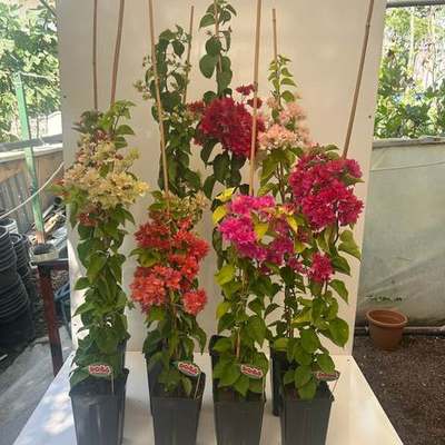 Bougainvillea 6