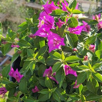 Bougainvillea 7