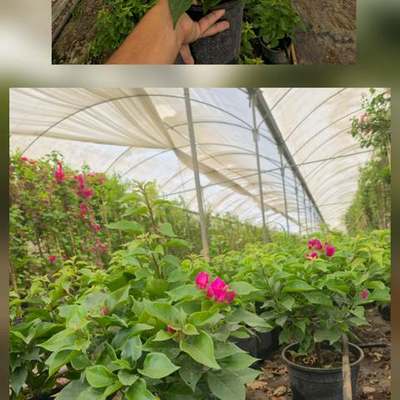 Bougainvillea 8