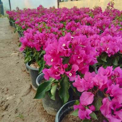Bougainvillea 9