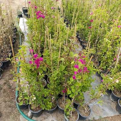 Bougainvillea 10