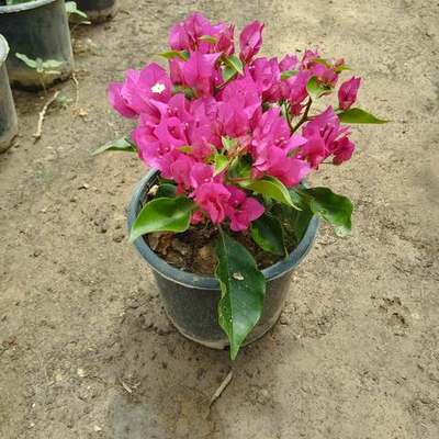 Bougainvillea 11