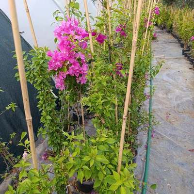 Bougainvillea 12