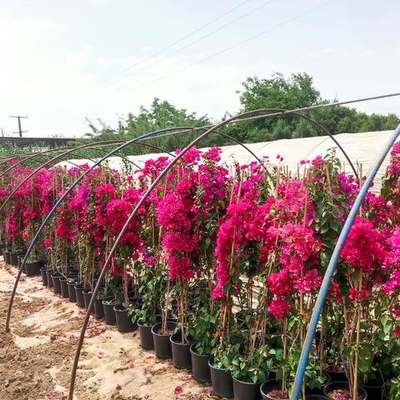 Bougainvillea 13