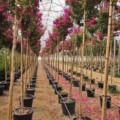 Bougainvillea 14