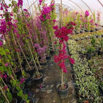 Bougainvillea 15