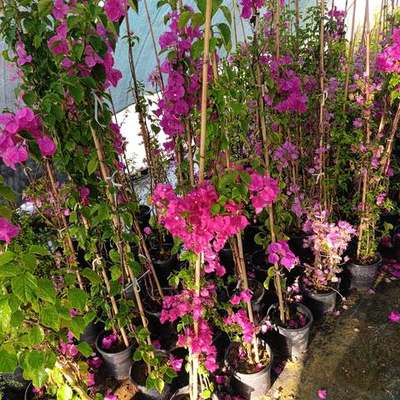 Bougainvillea 16